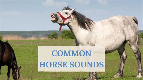 Understanding Horse Sounds: Insights into Equine Communication