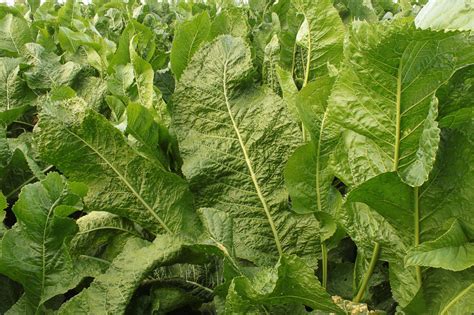 5 Uses Horseradish Tree Leaves