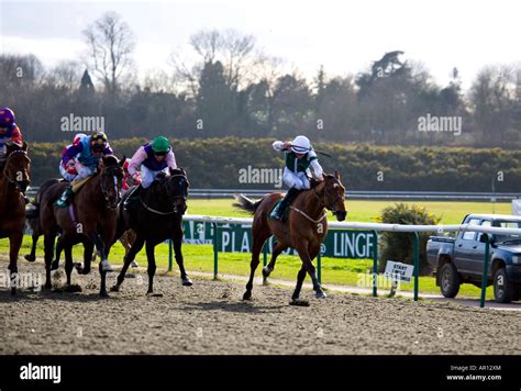 Horses Race At Lingfield Race Course Hi Res Stock Photography And