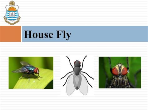 House Fly Ppt