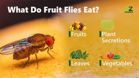 House Fruit Fly Facts For Kids What Do Flies Eat