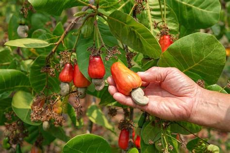 How Are Cashew Nuts Grown