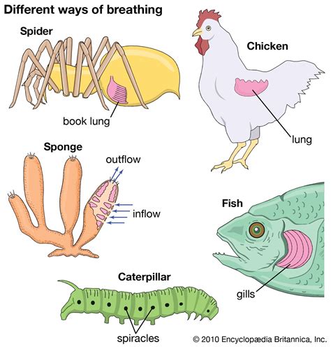 How Do Animals Breathe Types Of Animal Respiration
