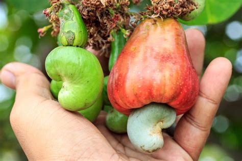 How Do Cashews Grow Top Facts Amp Tips