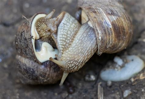 5 Ways Snails Reproduce