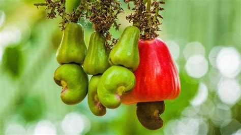 How Do They Grow Cashews