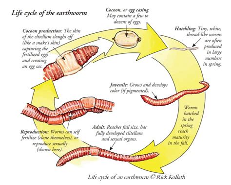 5 Ways Worms Reproduce