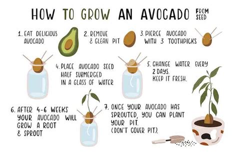 5 Ways Grow Avocado