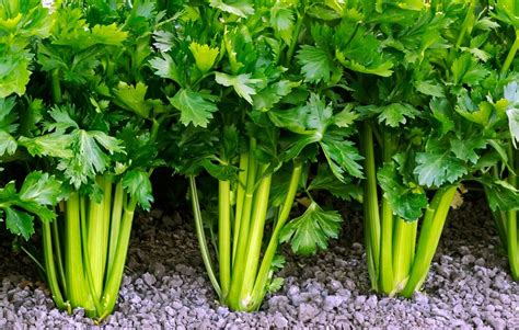 How Celery Grows