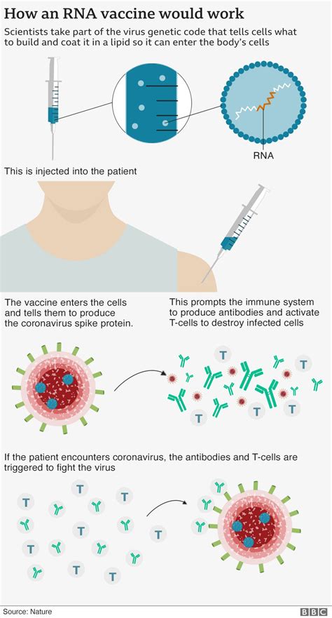 How Does Coronavirus Work This Is How It Makes You Sick