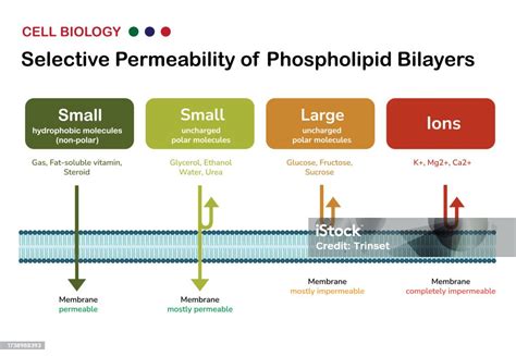 5 Ways Phospholipid Bilayer Regulates