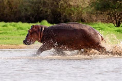 How Fast Can A Hippo Run Top Running Speed On Land In Water