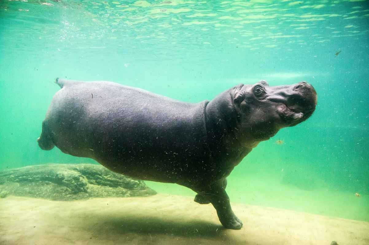 How Fast Can A Hippo Swim Can Hippos Swim In Deep Water Kidadl