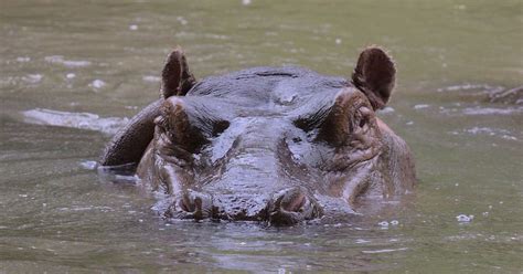 5 Ways Hippos Swim Fast