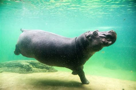 How Fast Does a Hippopotamus Swim?