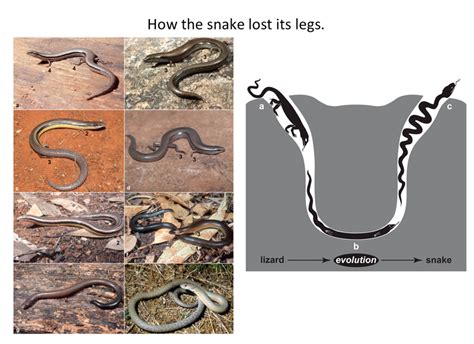 How Legs Were Lost During Snake Evolution