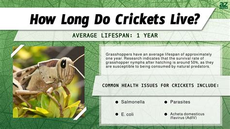 5 Grasshopper Life Facts