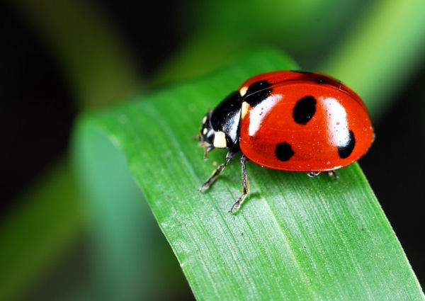 7 Ladybug Life Facts