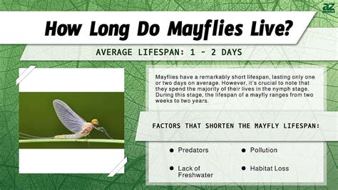 Mayflies Lifespan Facts