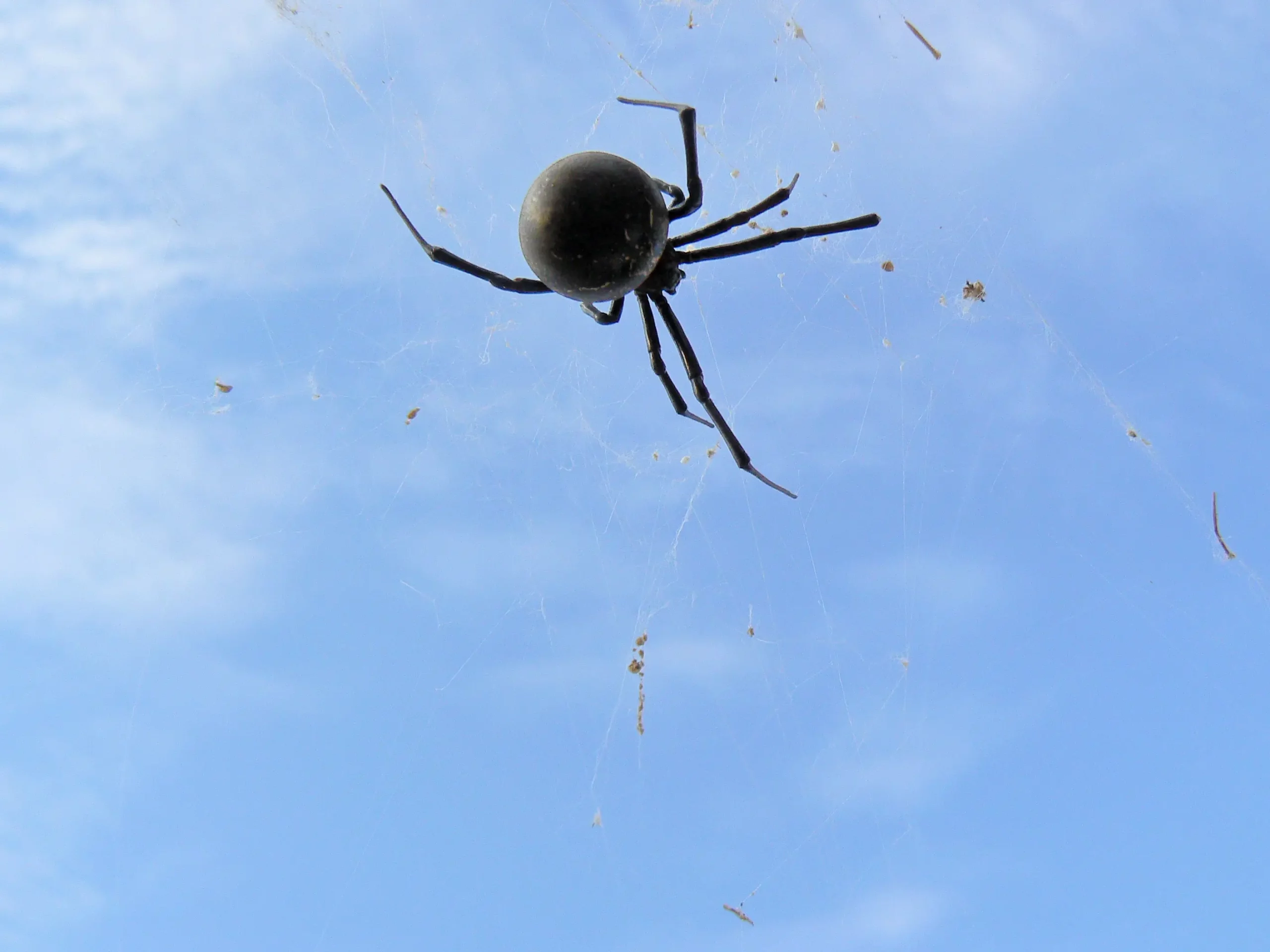 5 Spider Lifespans