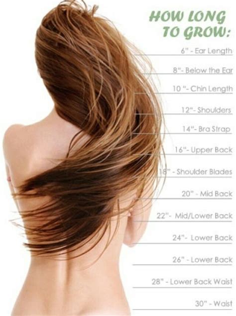 How Long Does It Take For Hair To Grow Back Equi Botanics
