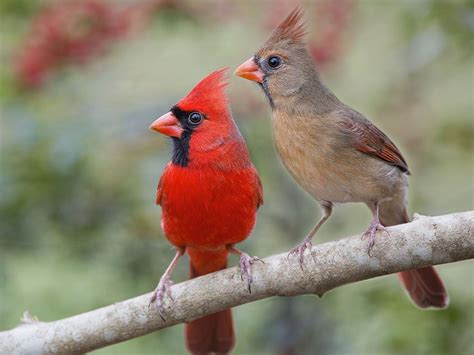 7 Cardinals Facts