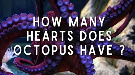 Octopus Has Three Hearts
