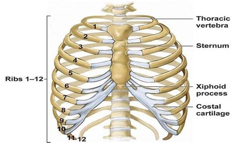 Uncovering Human Rib Count Secrets: How Many Ribs Does a Man Have?