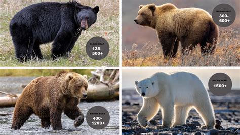 5 Grizzly Bear Facts