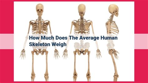 Human Skeleton Weight Average