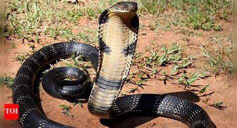 How Much Does A King Cobra Weigh How Much Does A King Cobra Weigh
