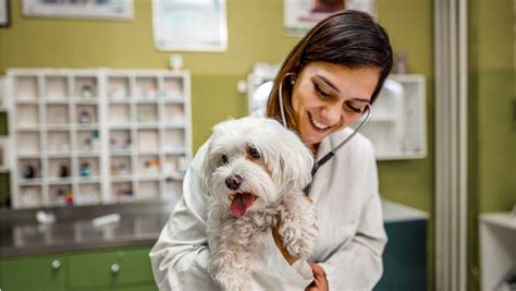 How Much Does A Veterinarian Make A Year On Average Sofi