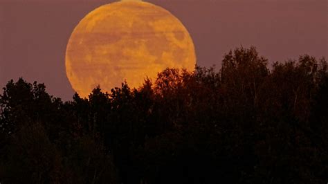 How November S Full Moon Became Known As The Beaver Moon Wbir Com How November S Full Moon Became Known As The Beaver Moon Wbir Com