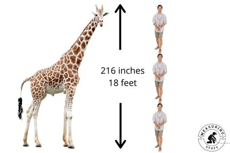 How Tall Is 20 Feet Compared To A Human Measuring Stuff