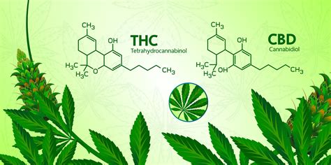 How Thc Vs Cbd For Pain Relief What S Better For Treating Pain Can Save You Time Stress And Money Investor Relations