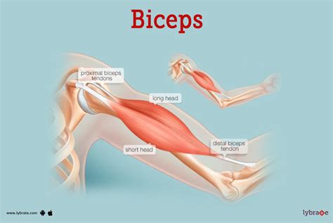 How The Bicep Works