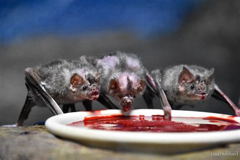 How The Vampire Bat Came To Feed On Blood And What We Can Learn From