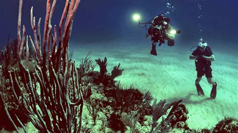 How To Become A Marine Biologist Reed Co Uk Courses