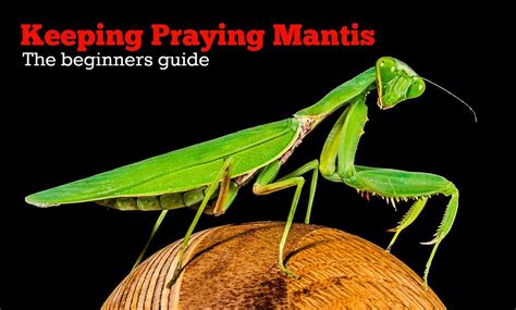 How To Care For A Pet Praying Mantis Pethelpful