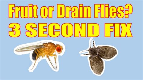 How To Clean Fruit Flies From Drain At Louis Anderson Blog