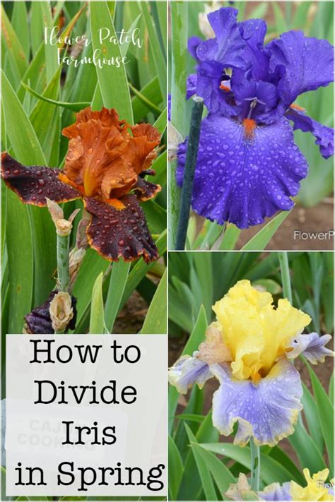 How To Divide Iris In Spring Flower Patch Farmhouse