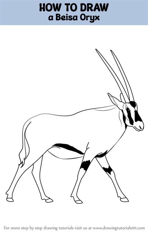 How To Draw A Beisa Oryx How To Draw A Beisa Oryx