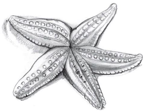 How To Draw A Starfish With A Pencil Step By Step Tutorial How To Draw A Starfish With A Pencil Step By Step Tutorial