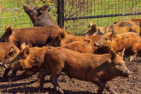 How To Effectively Control Wild Hogs Petersen S Hunting How To Effectively Control Wild Hogs Petersen S Hunting