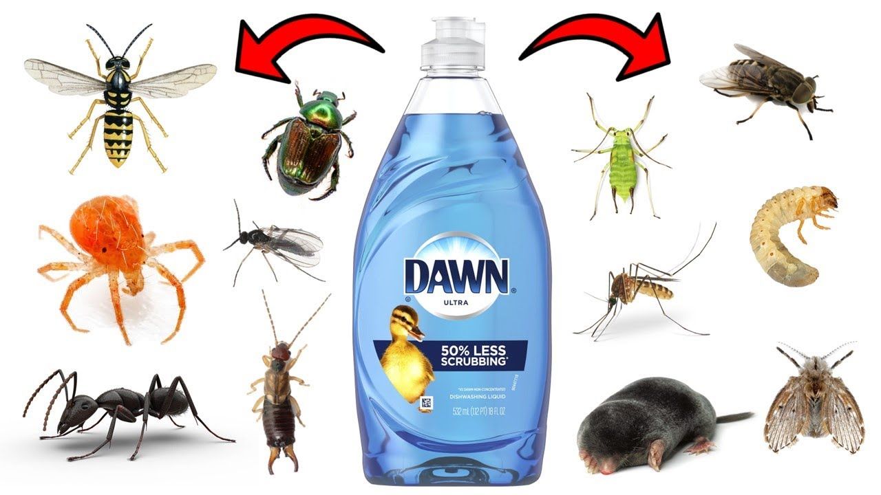 How To Effectively Get Rid Of Pests With Dawn Dish Soap Youtube