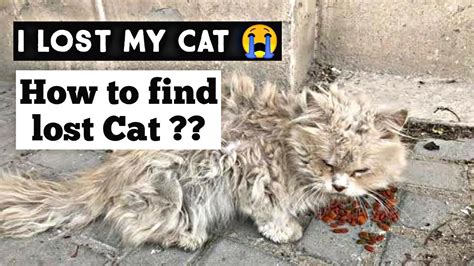 How To Find A Lost Cat In The City At Mark Bradley Blog