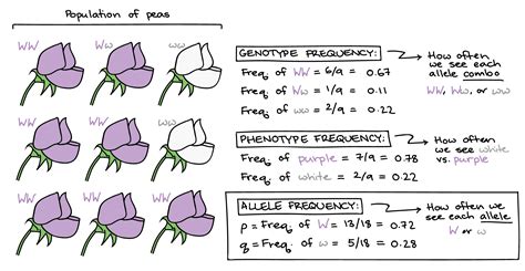 5 Ways To Find Allele Frequency