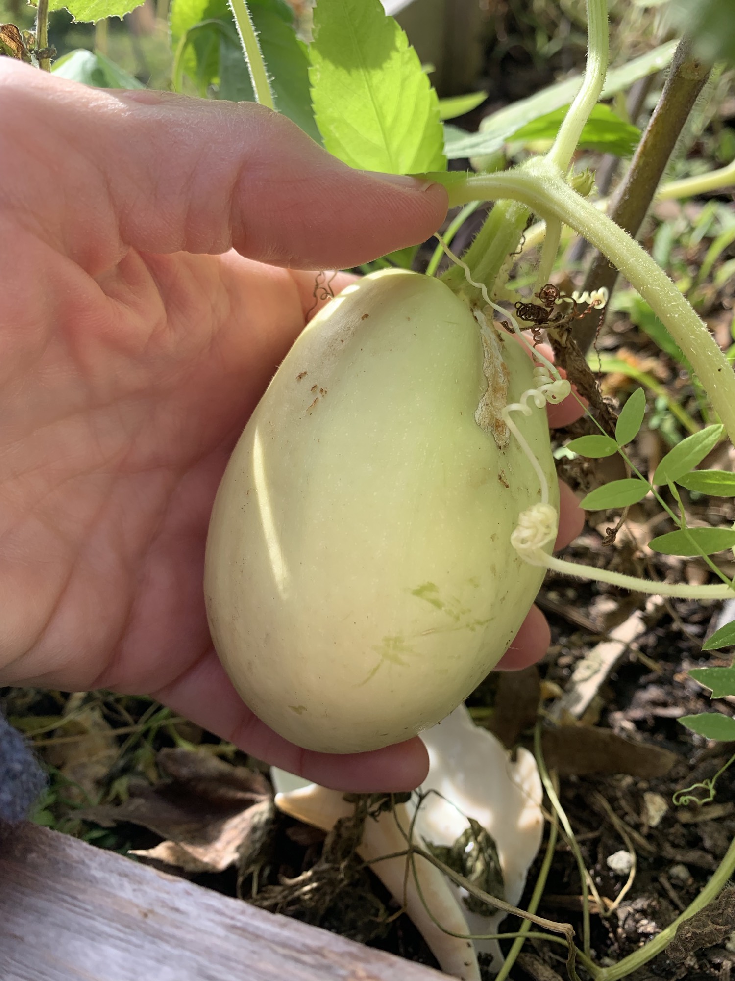 5 Ways Freeze Squash