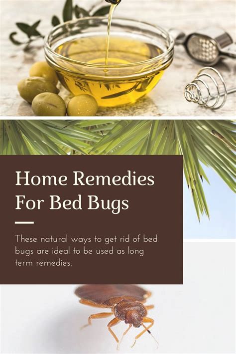 How To Get Rid Of Bed Bugs Permanently With Home Remedies At Rose