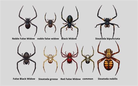 How To Get Rid Of False Widow Spiders Uk False Widow Spider